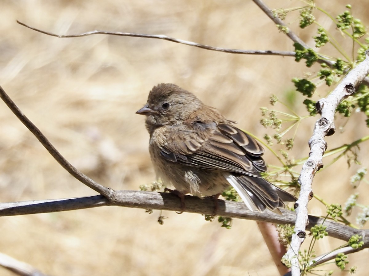 Dark-eyed Junco (Oregon) - ML638329993