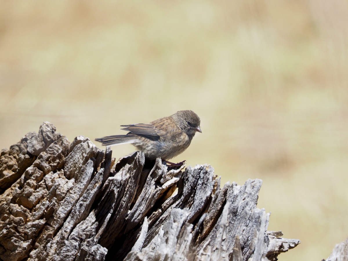 Dark-eyed Junco (Oregon) - ML638329994
