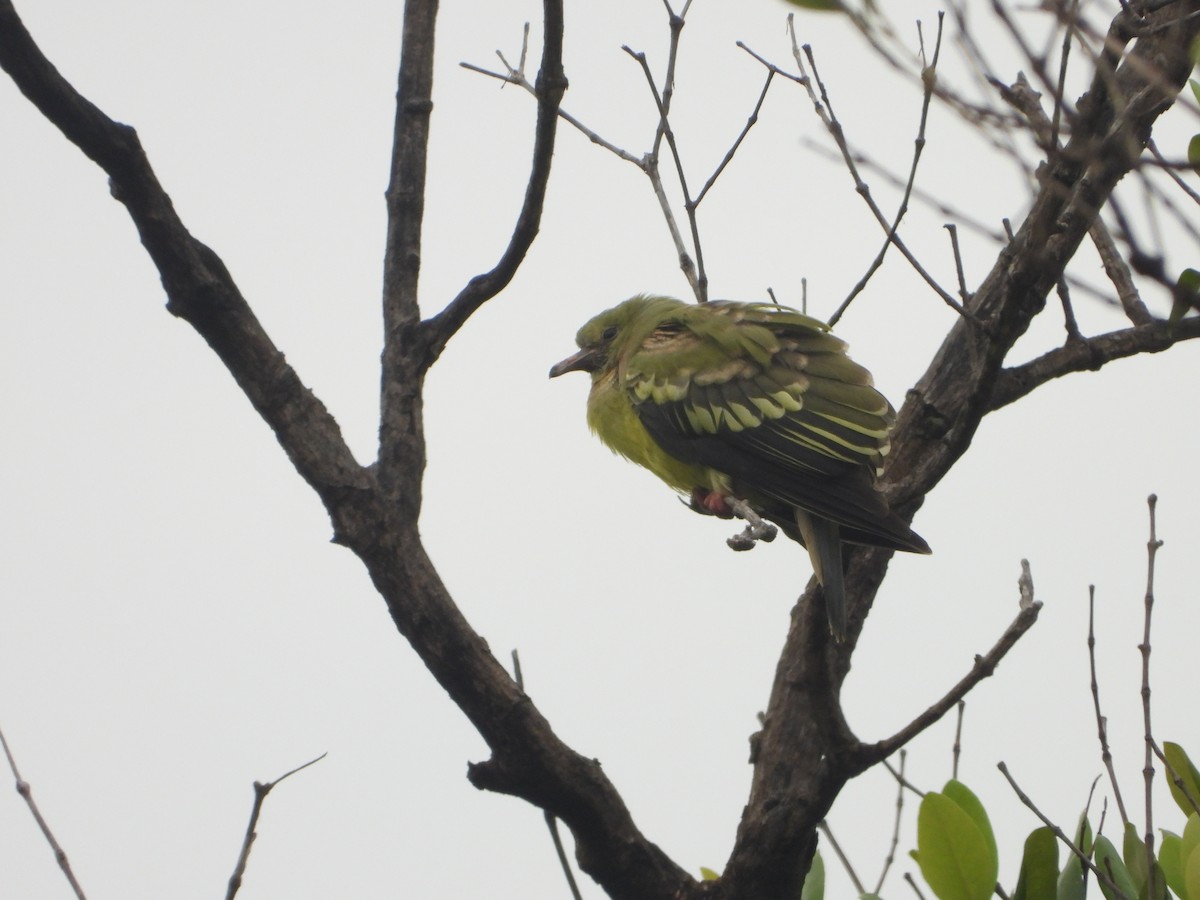 Pink-necked Green-Pigeon - ML638329998