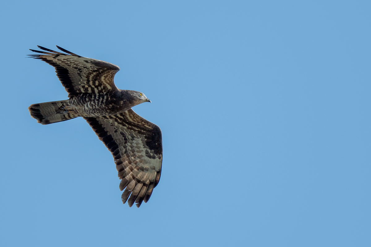 European Honey-buzzard - ML638330007