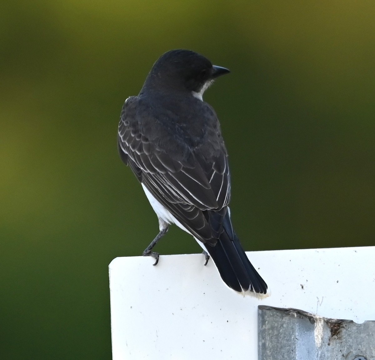 Eastern Kingbird - ML638330008
