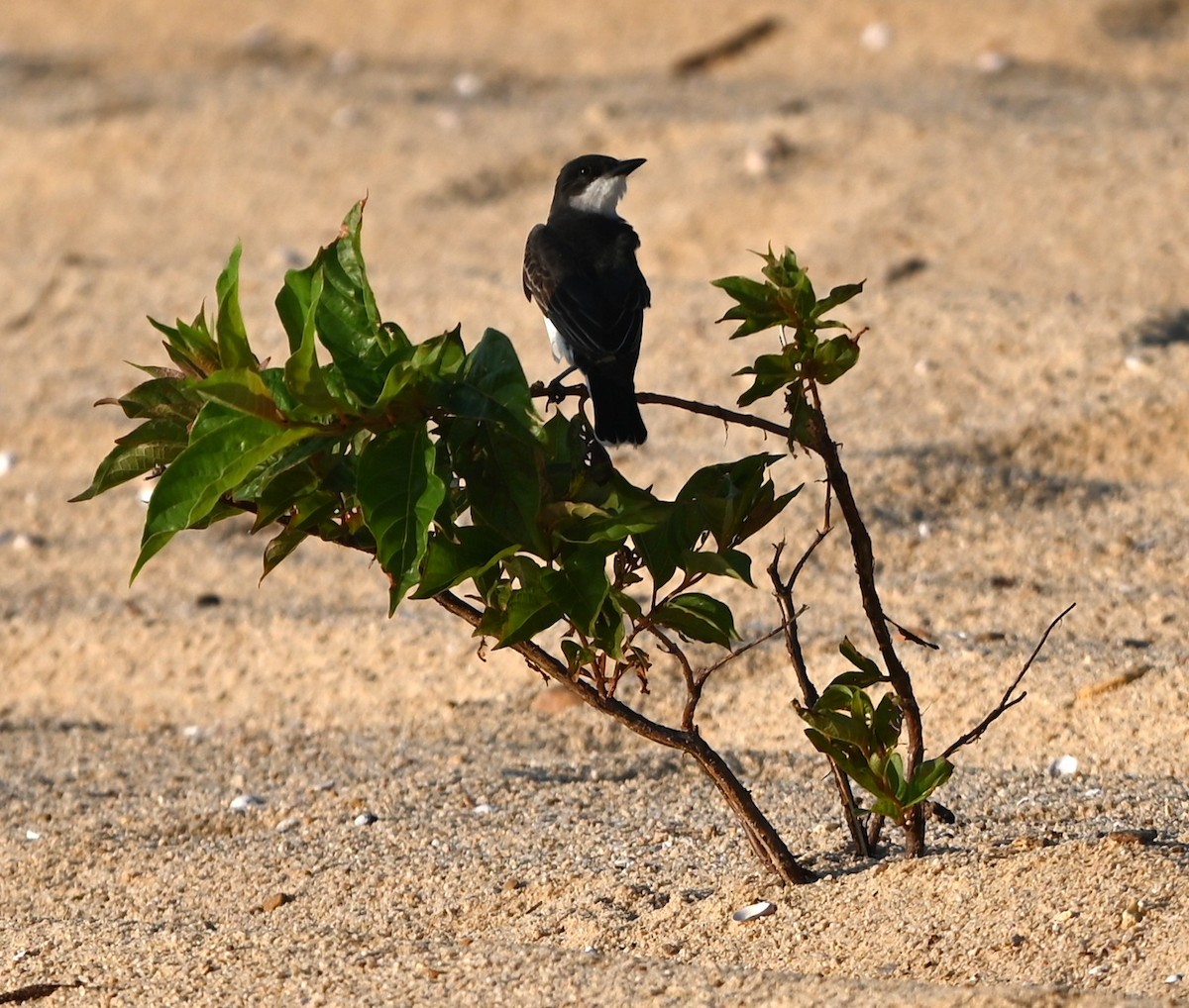 Eastern Kingbird - ML638330012