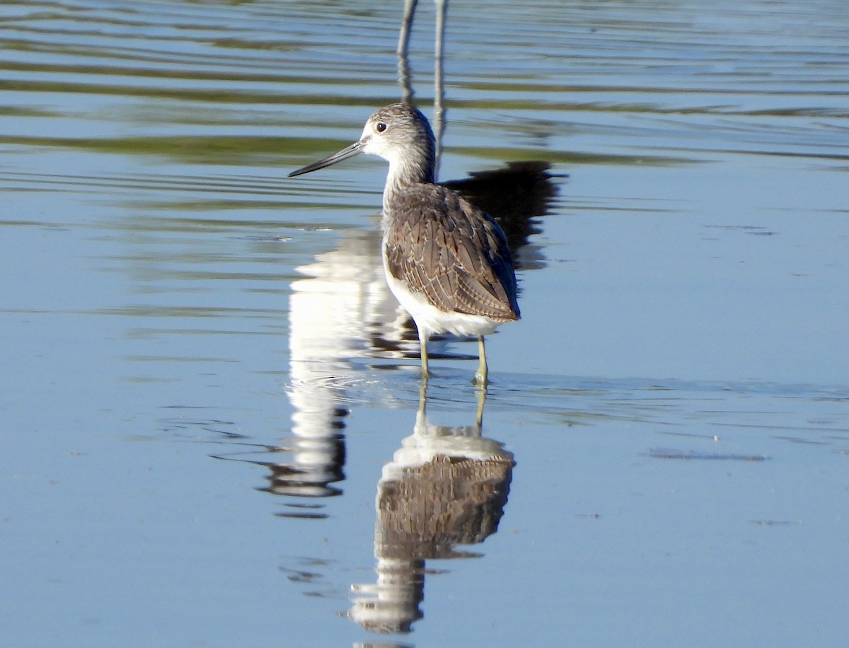 gluttsnipe - ML638330016