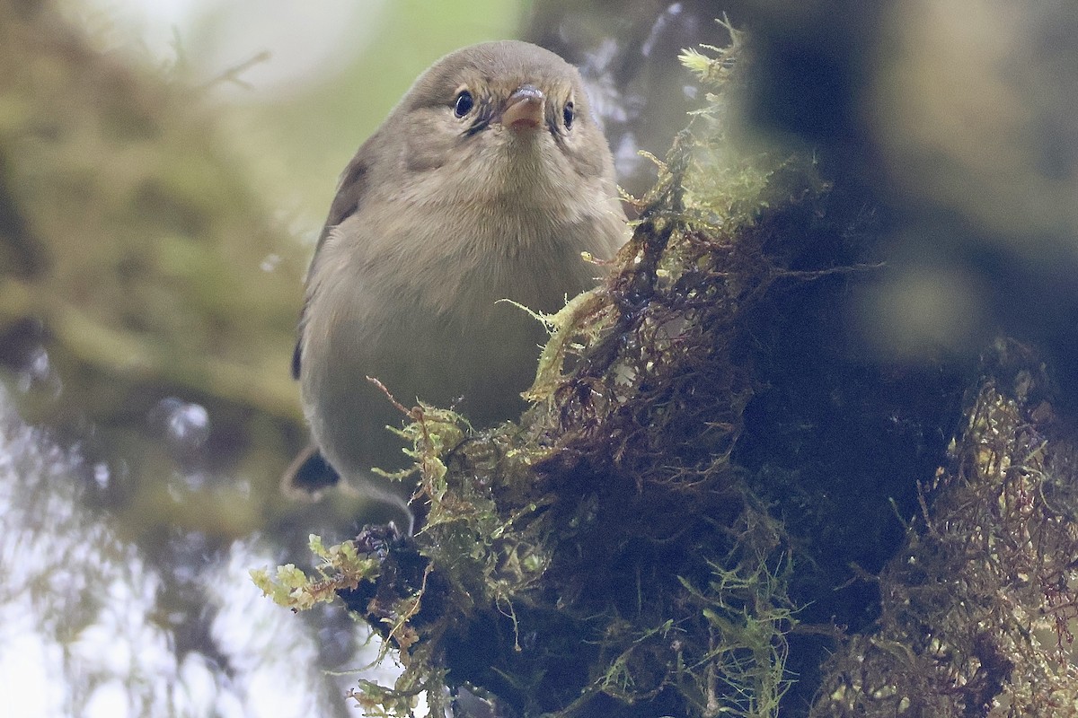 Waldsänger-Darwinfink - ML638330019