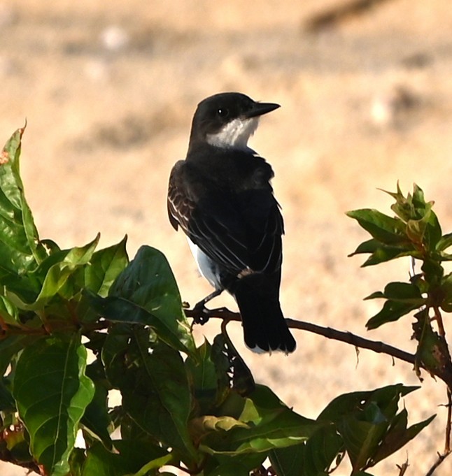 Eastern Kingbird - ML638330021