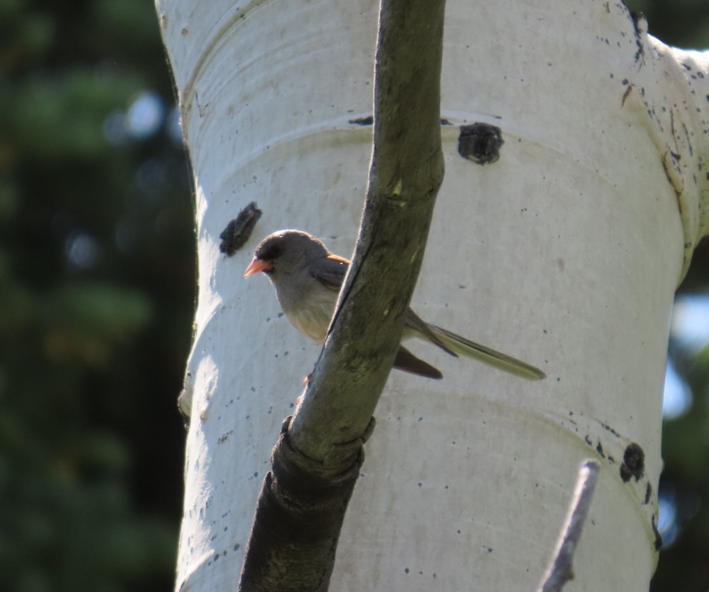 Dark-eyed Junco - ML638330025