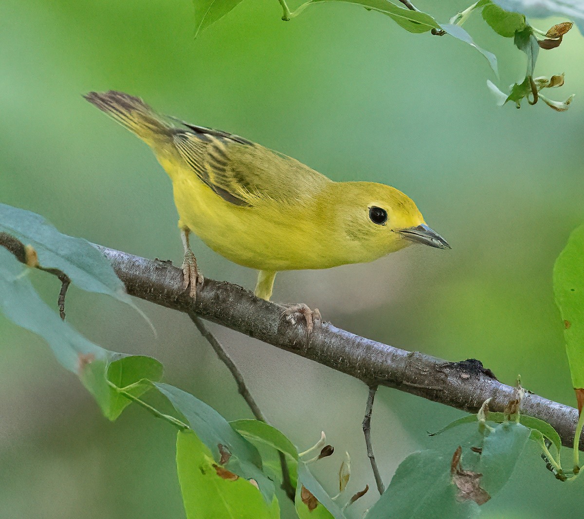 Paruline jaune - ML638330026