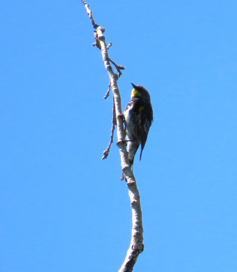 Yellow-rumped Warbler - ML638330028