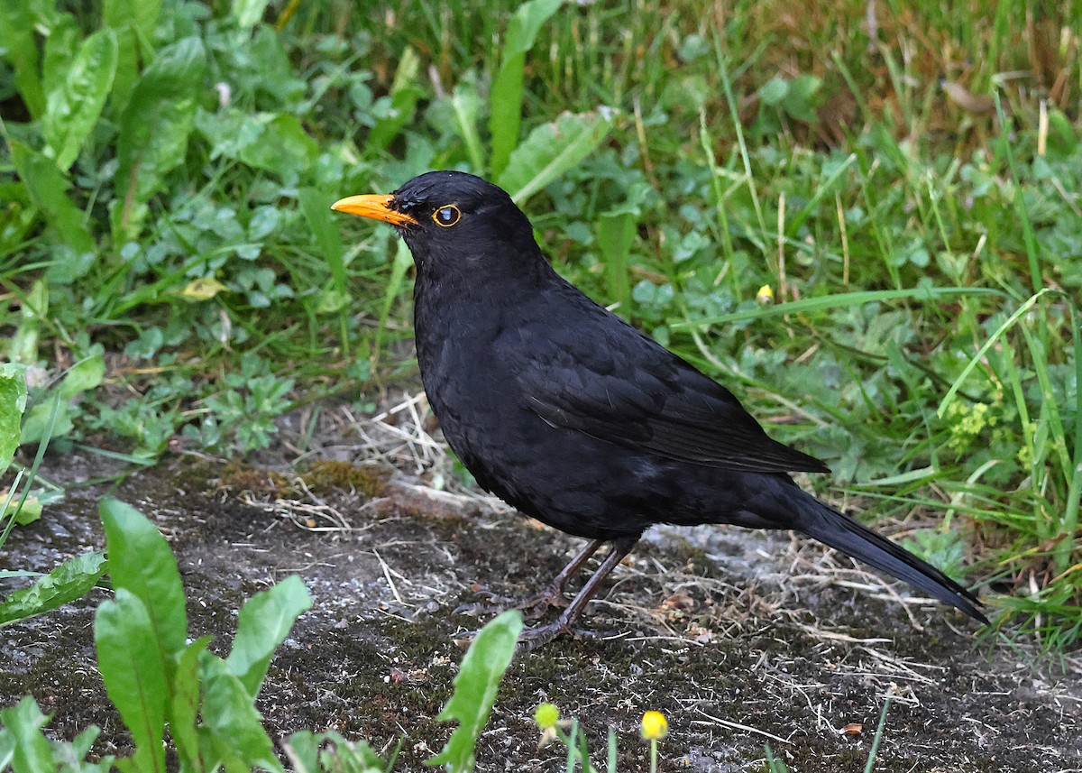 Eurasian Blackbird - ML638330029