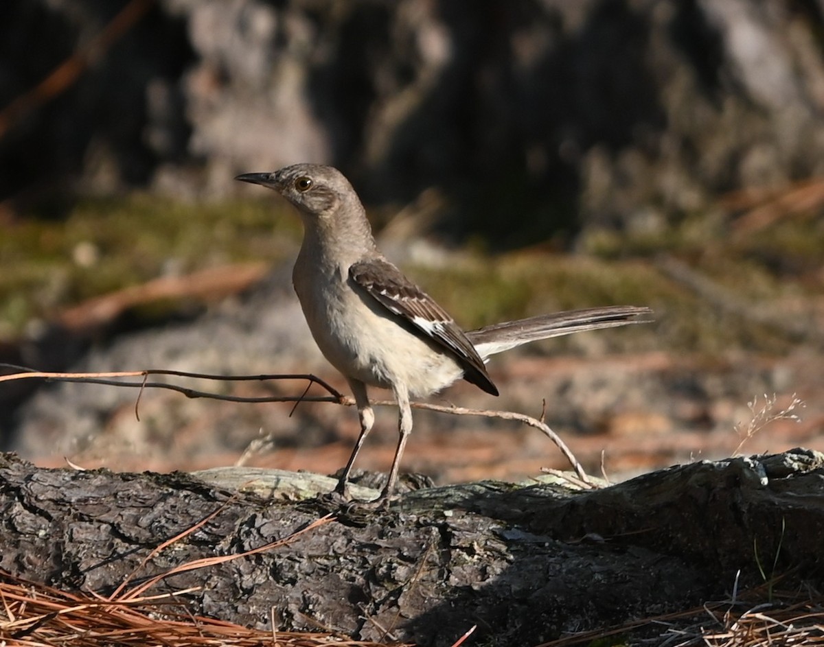 Northern Mockingbird - ML638330035