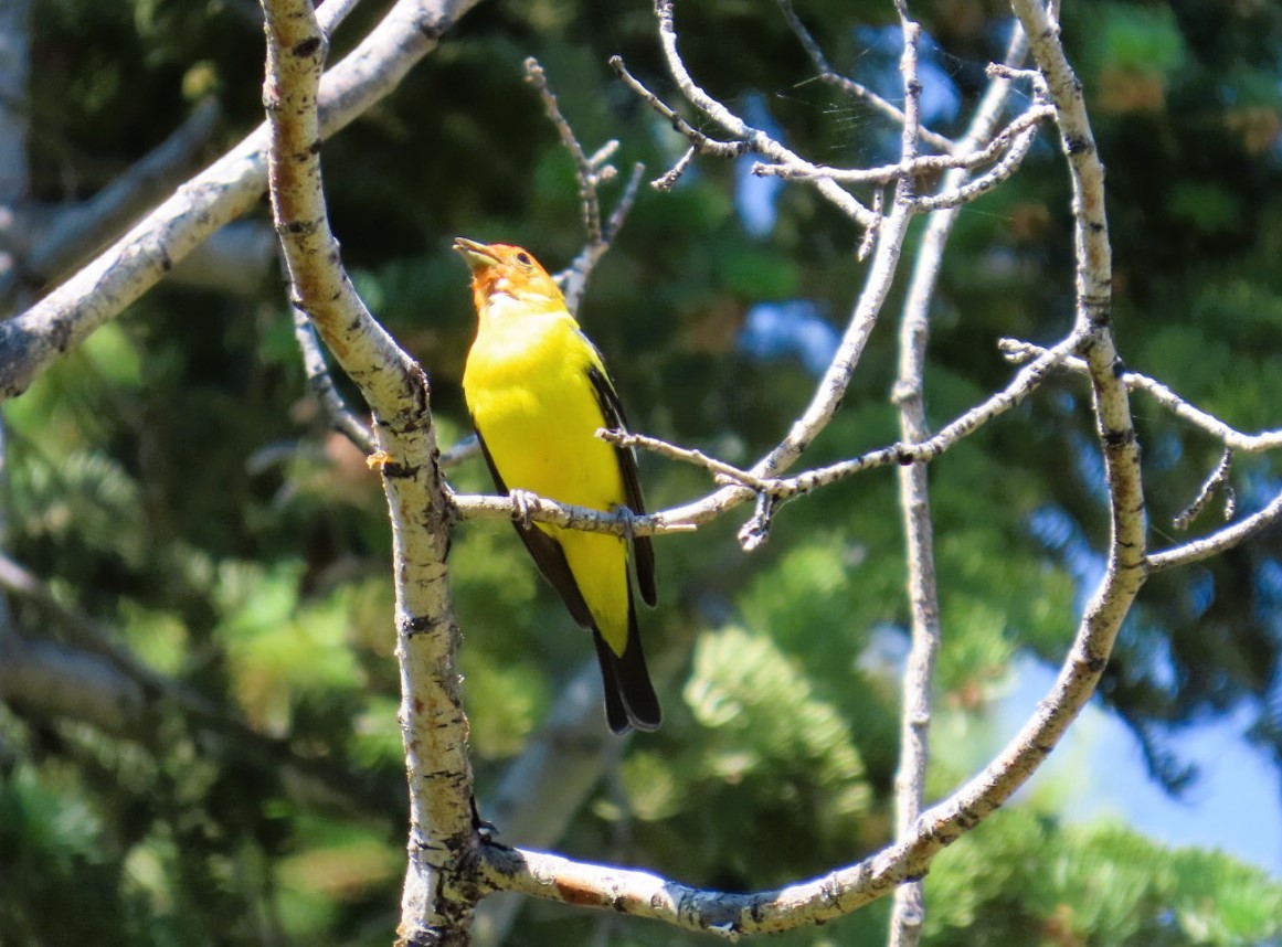 Western Tanager - ML638330038