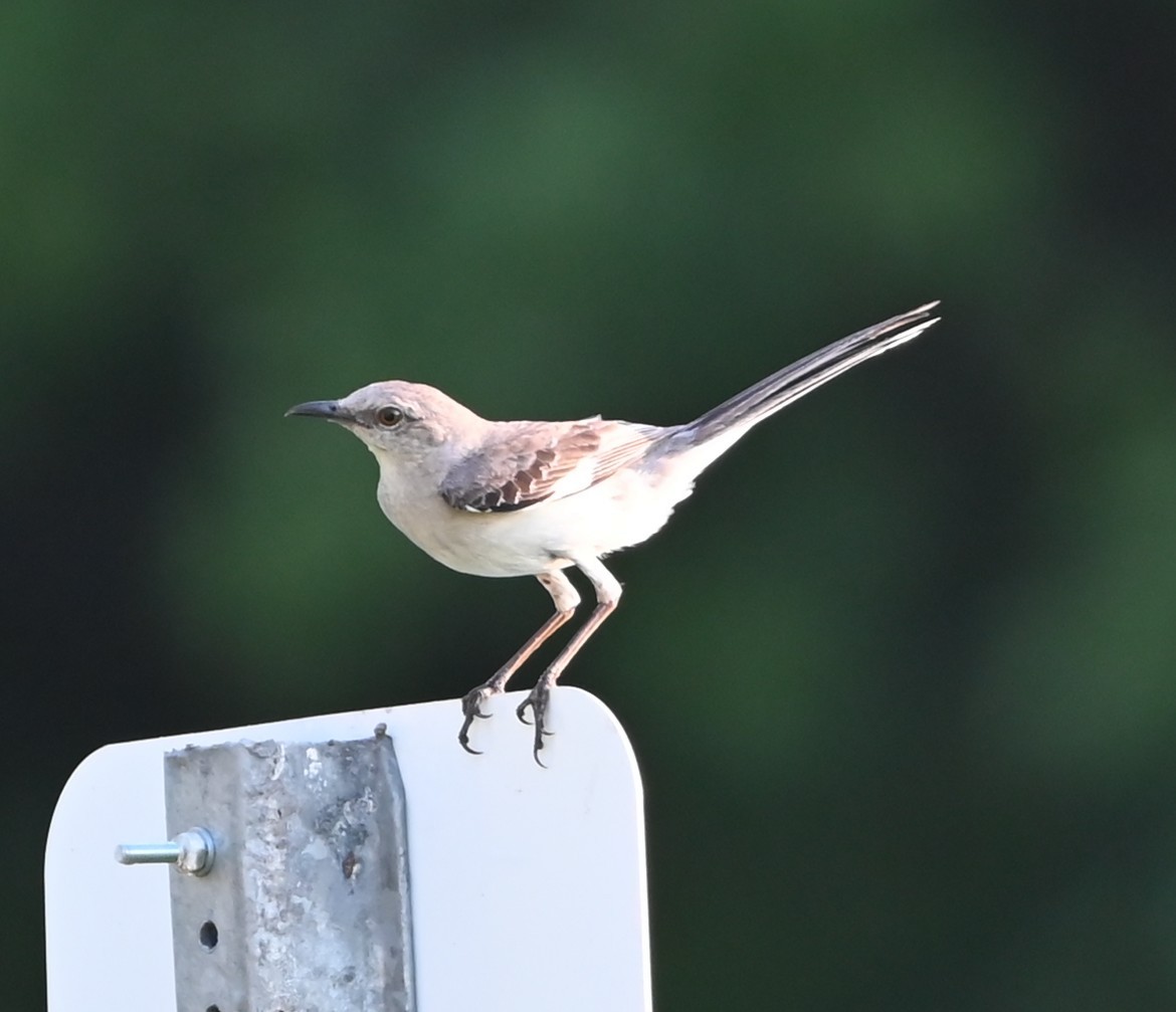 Northern Mockingbird - ML638330041