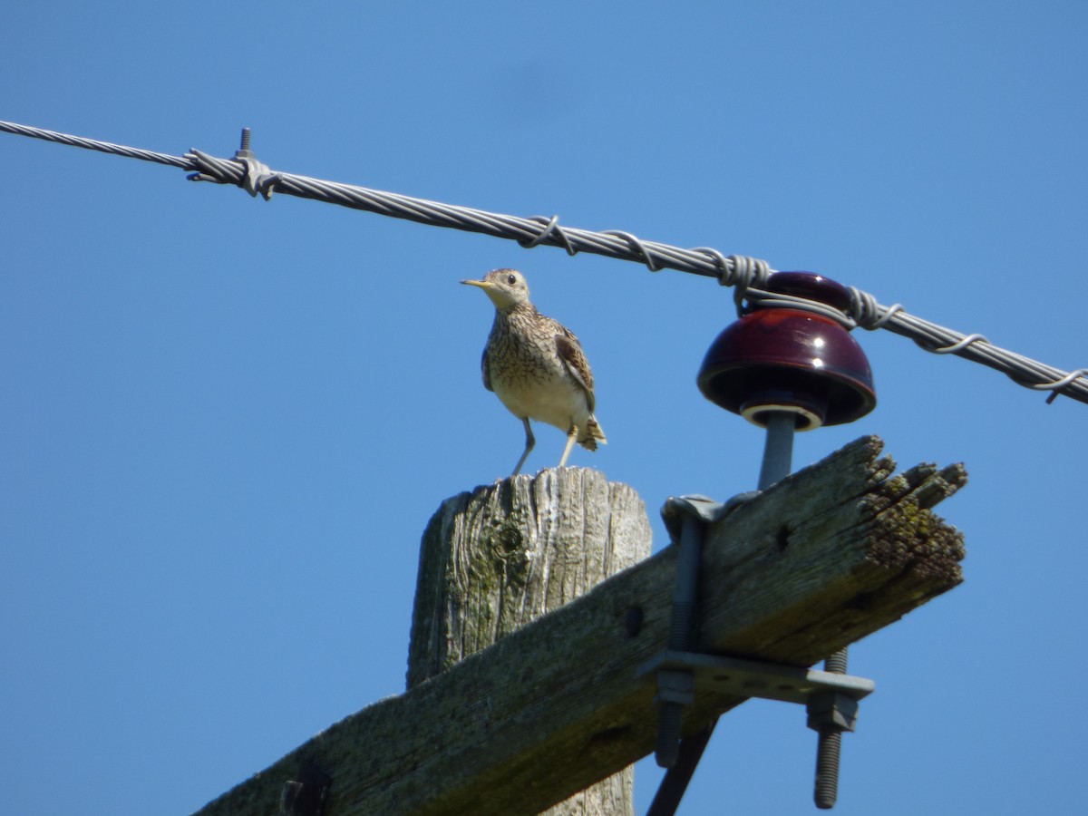 Upland Sandpiper - ML638330064
