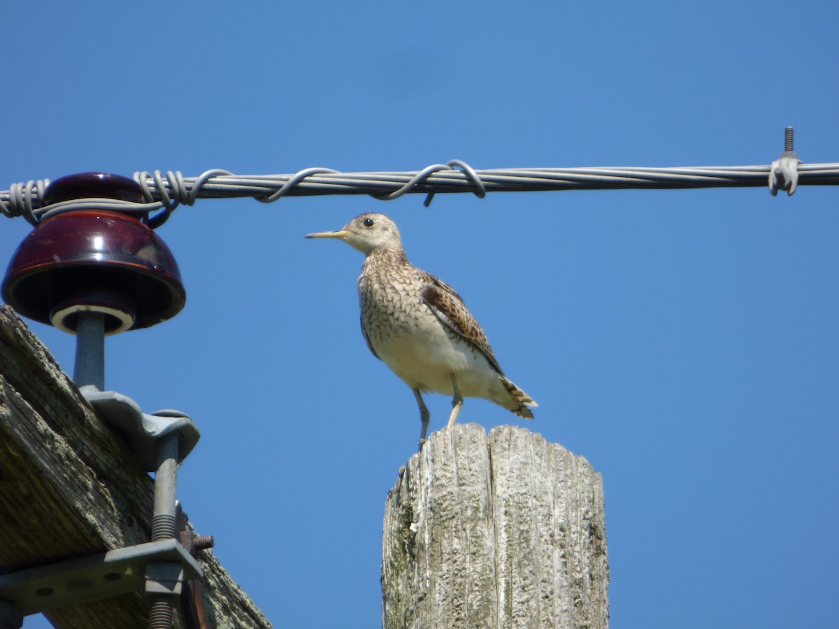 Upland Sandpiper - ML638330065