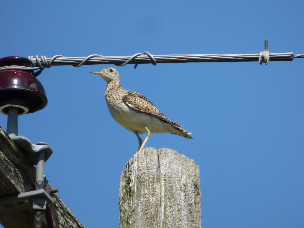 Upland Sandpiper - ML638330066