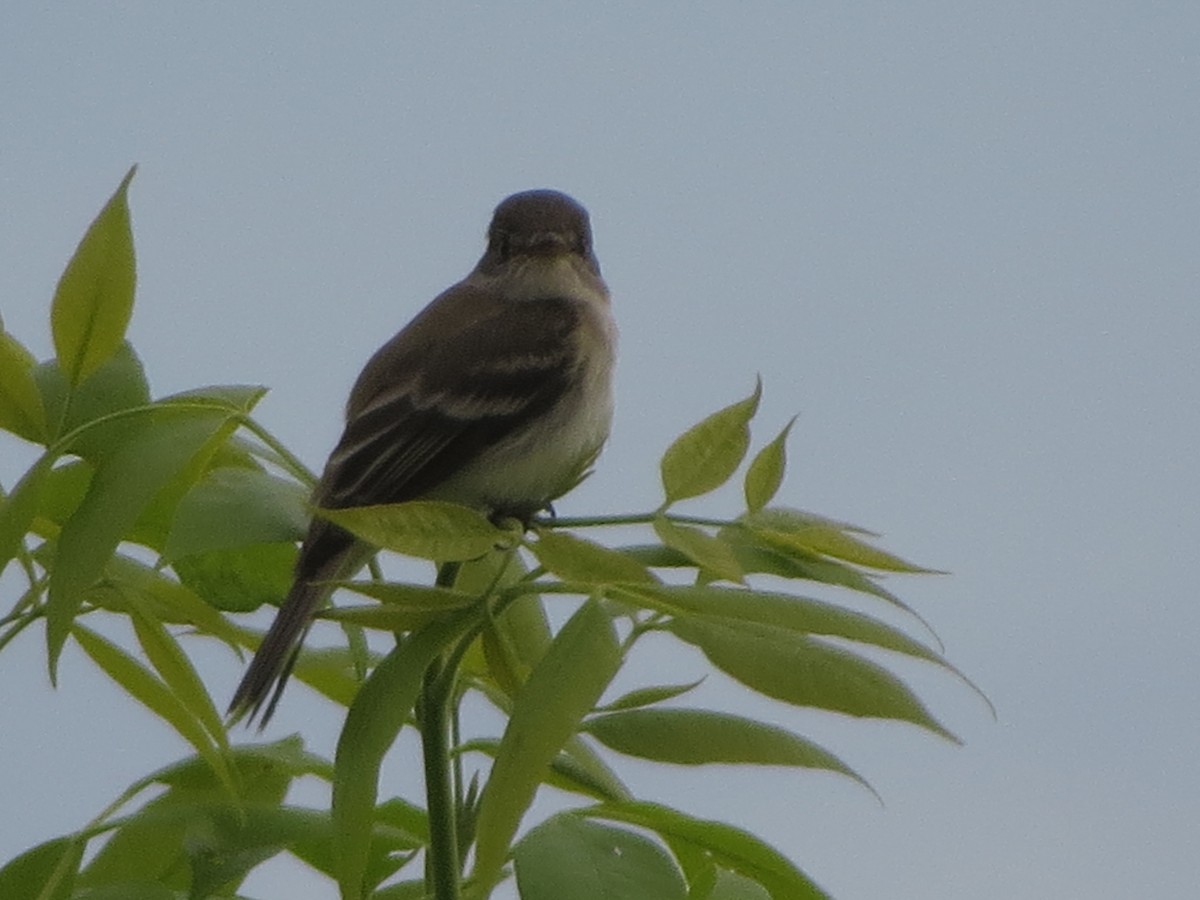 Willow Flycatcher - ML638330107