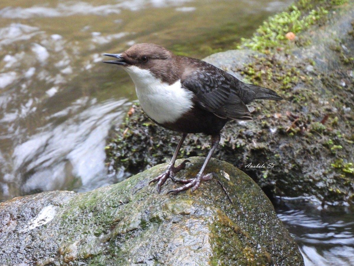 White-throated Dipper - ML638330113
