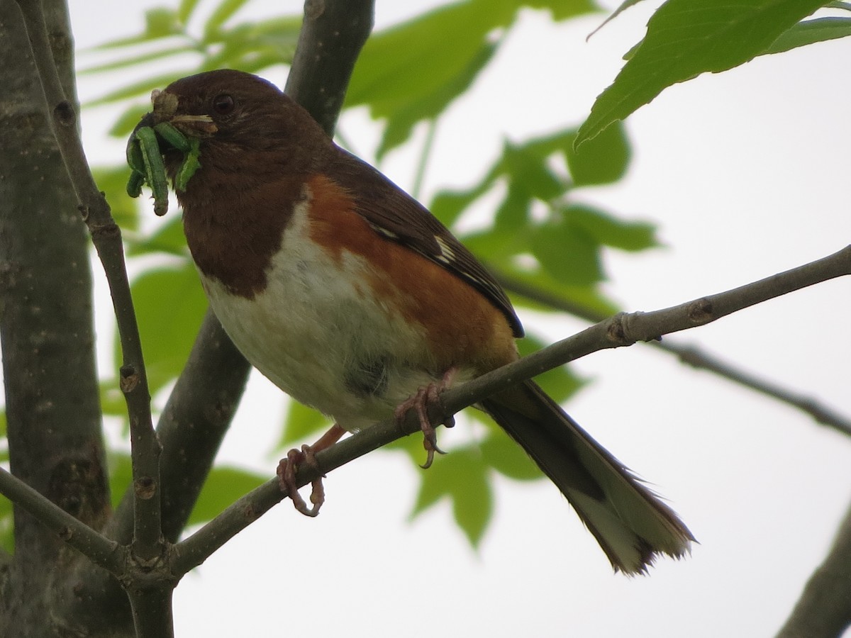 Eastern Towhee - ML638330114