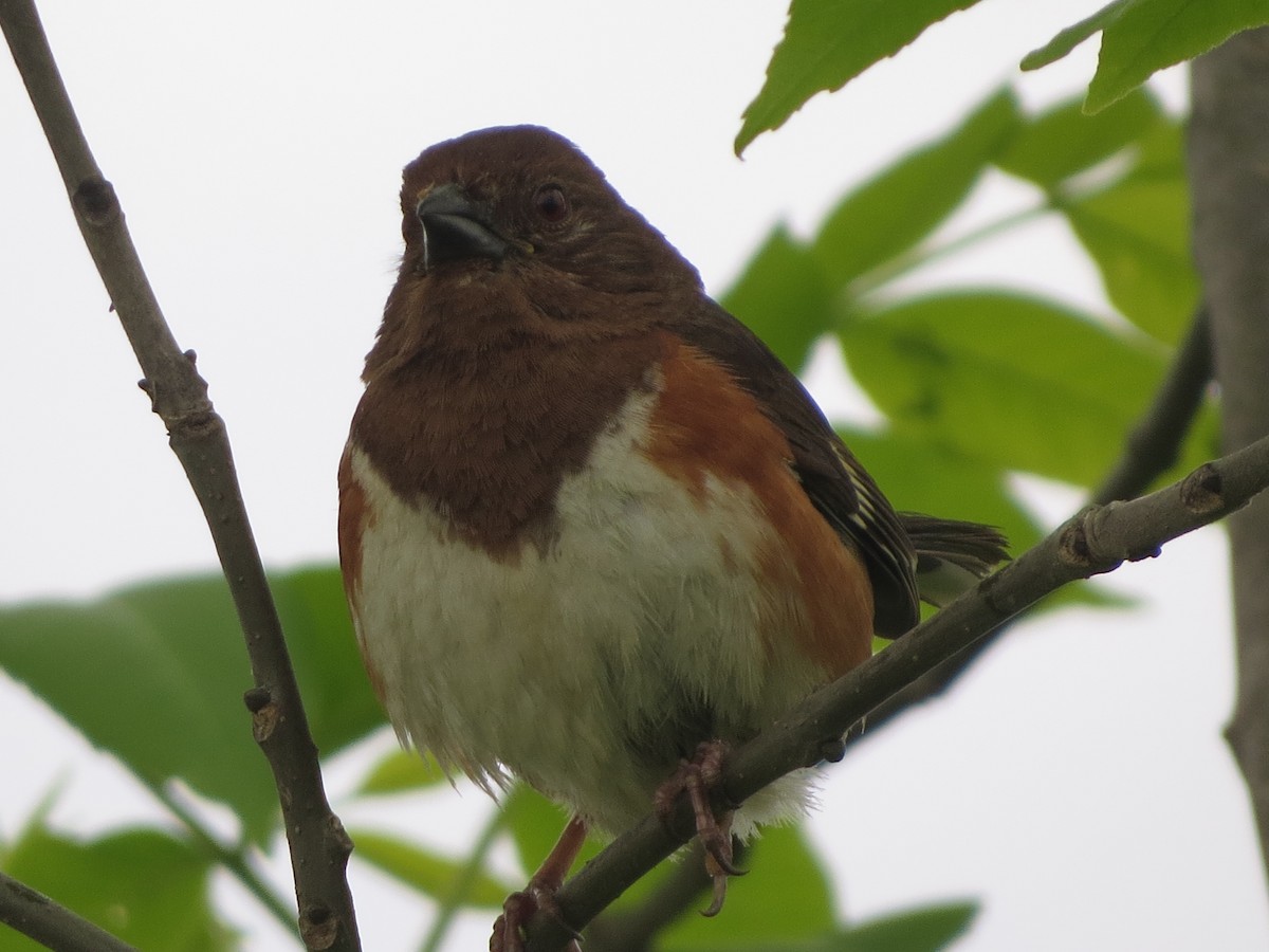 Eastern Towhee - ML638330115