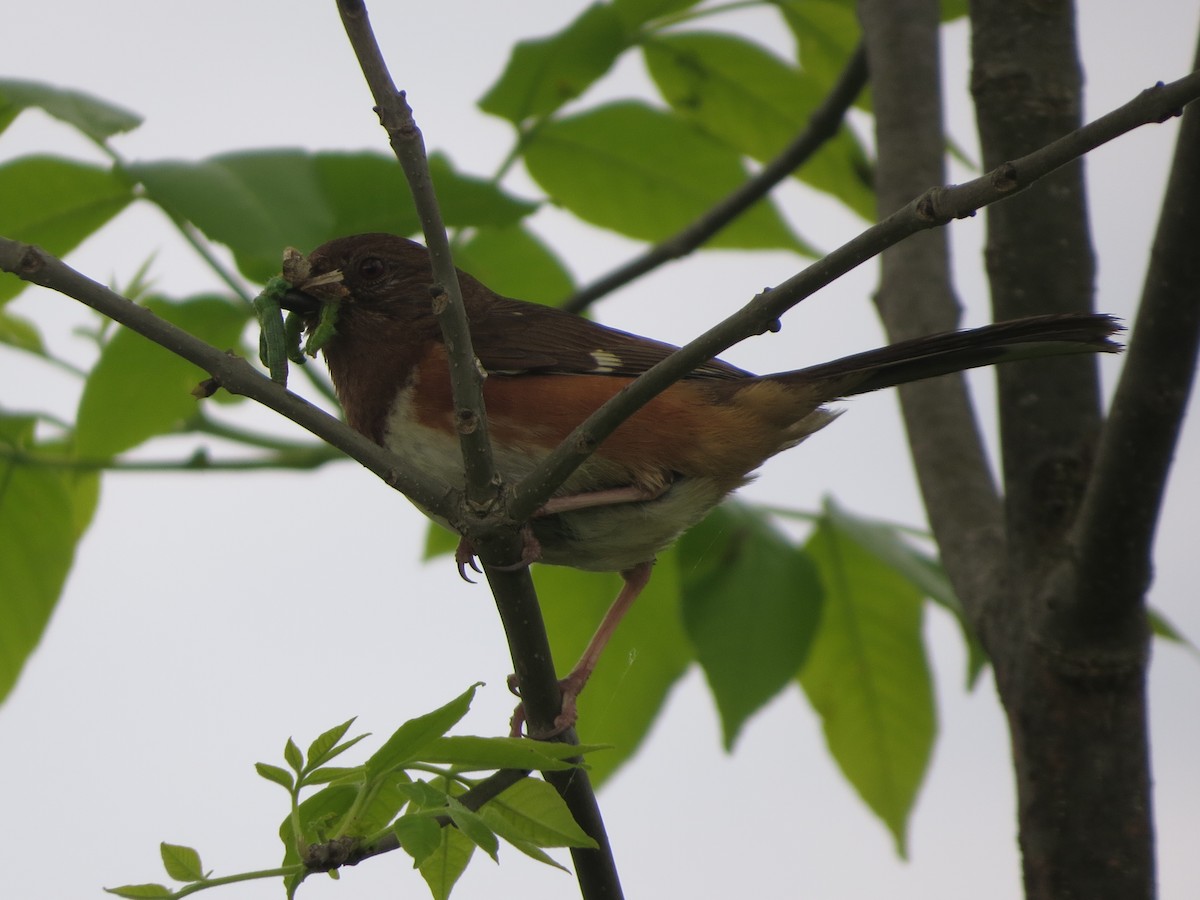 Eastern Towhee - ML638330116