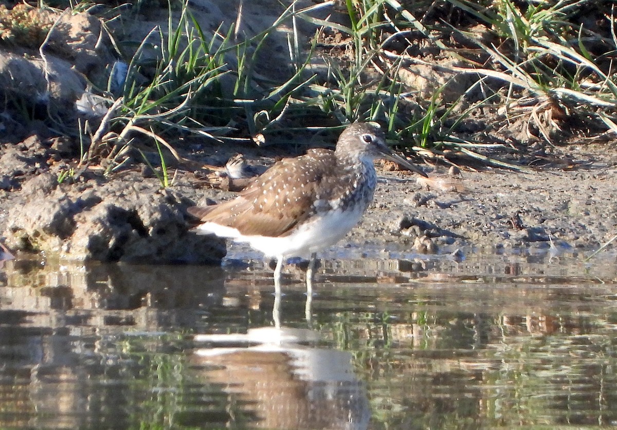 skogsnipe - ML638330117