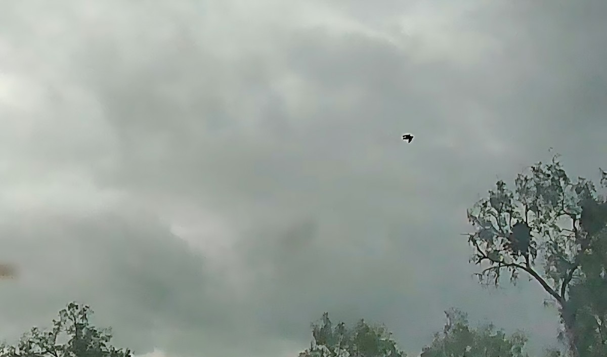 Common Raven - ML638330119