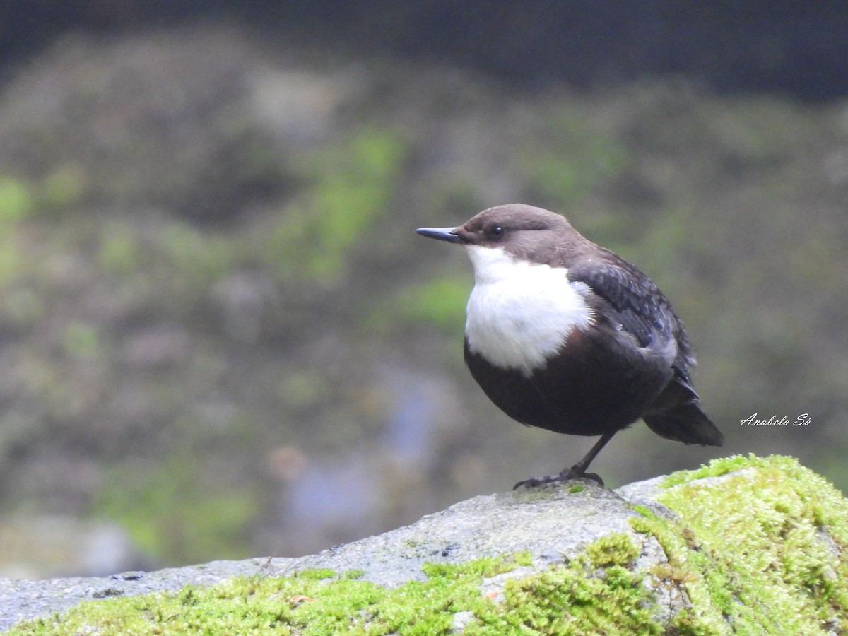 White-throated Dipper - ML638330120