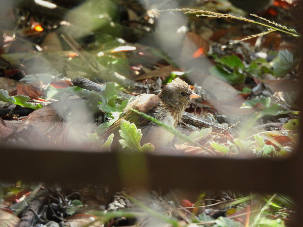 Dark-eyed Junco - ML638330132