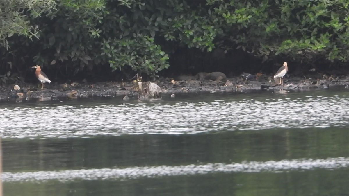 Gallinella d'acqua - ML638330139