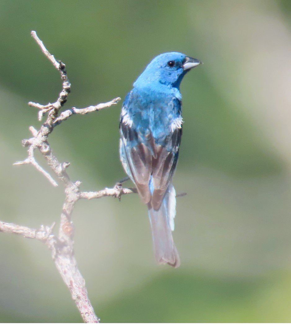 Lazuli Bunting - ML638330163