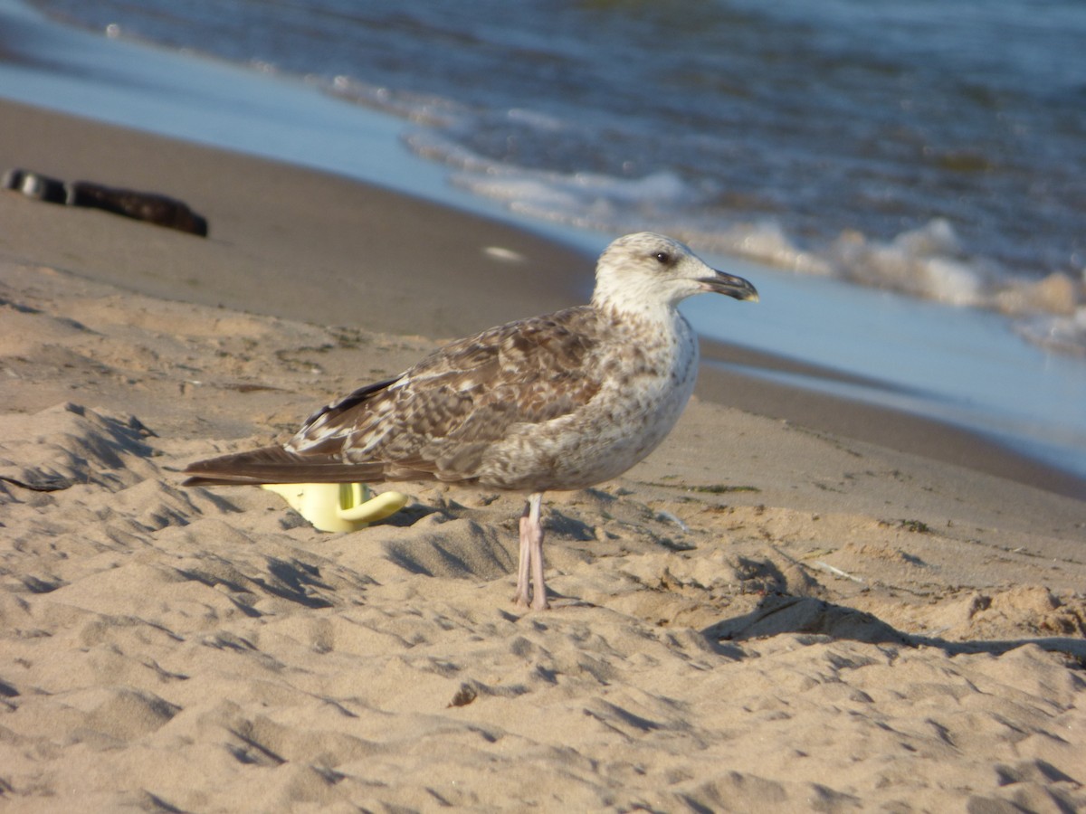 Lesser Black-backed Gull - ML638330165