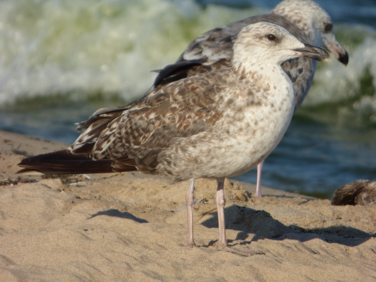 Lesser Black-backed Gull - ML638330166