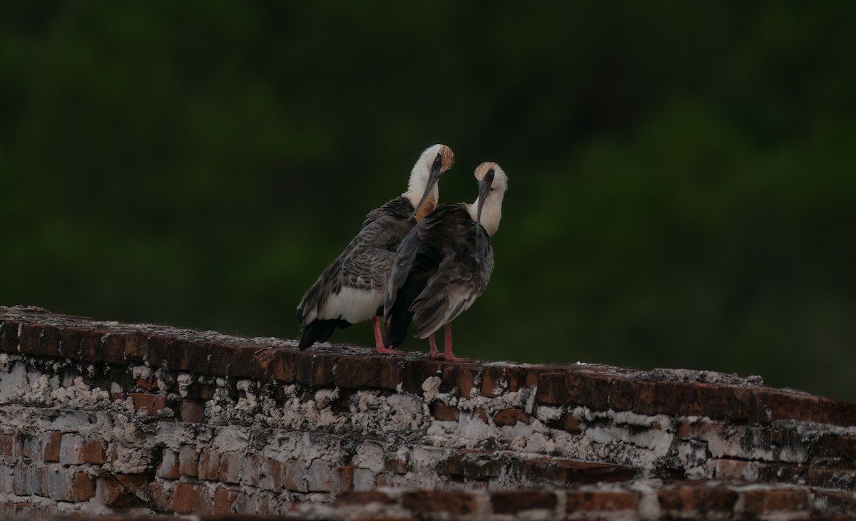 Buff-necked Ibis - ML638330171