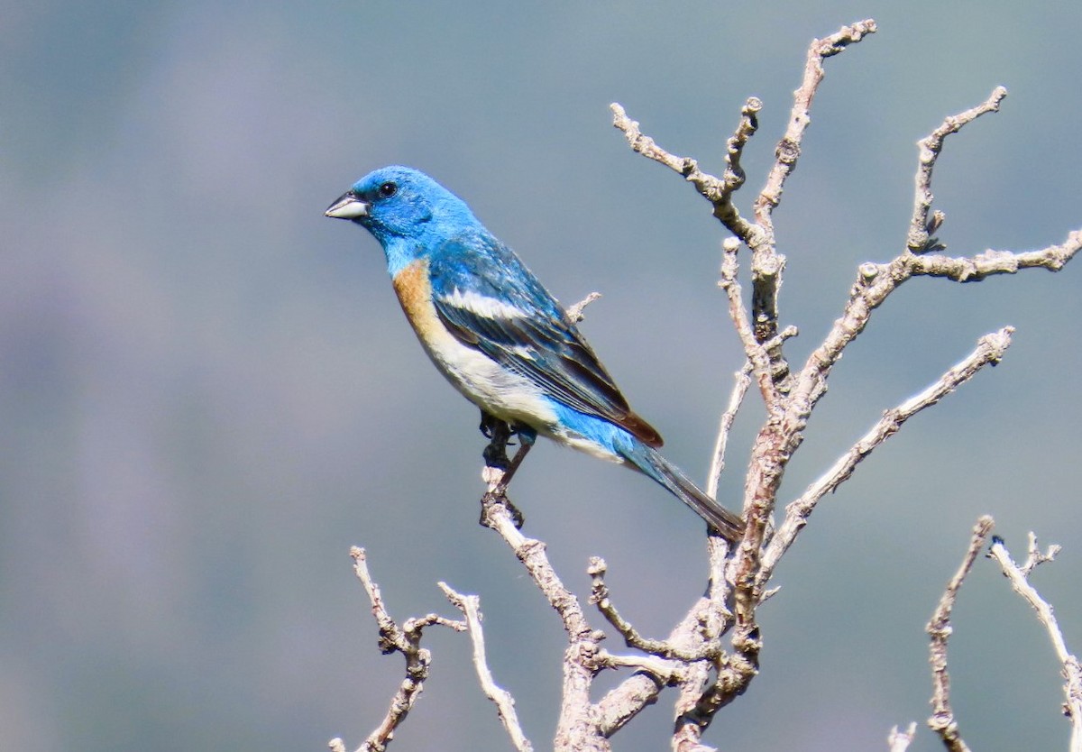 Lazuli Bunting - ML638330178