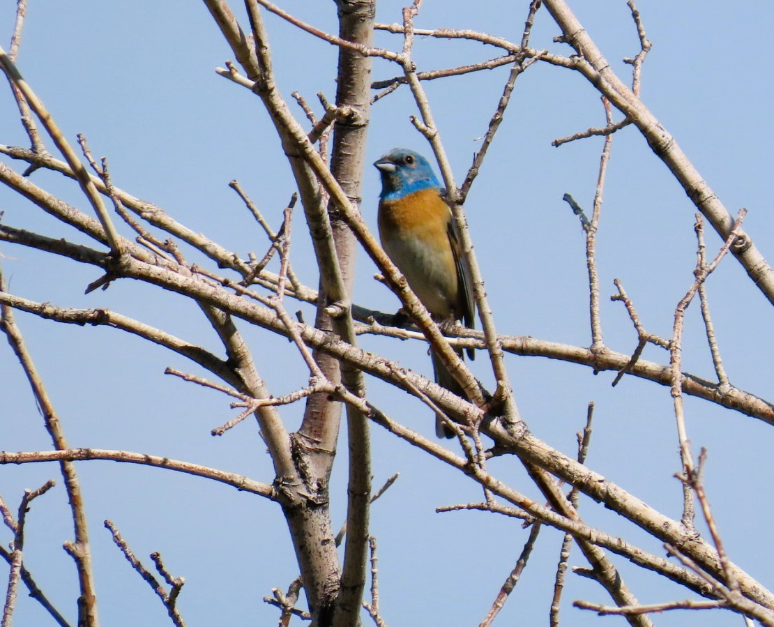 Lazuli Bunting - ML638330189