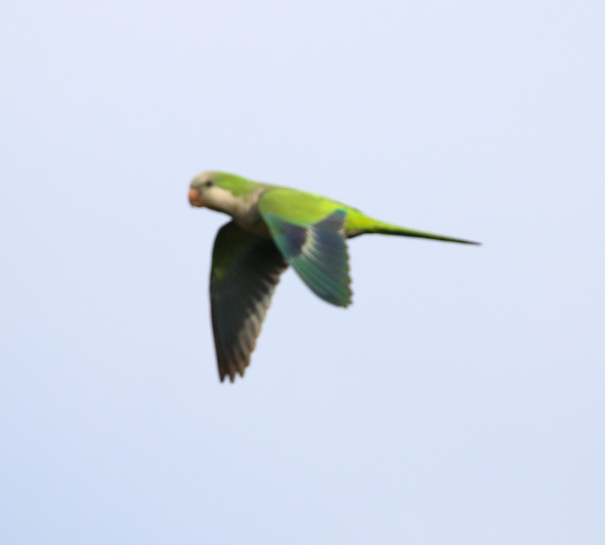 munkeparakitt - ML638330190