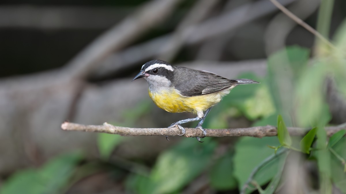 Bananaquit - ML638330198