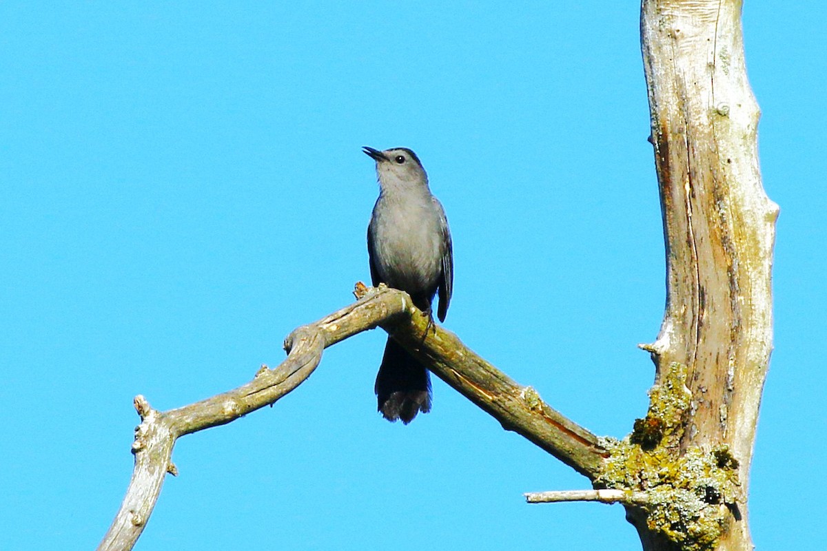 Miaulari grisa - ML638330218