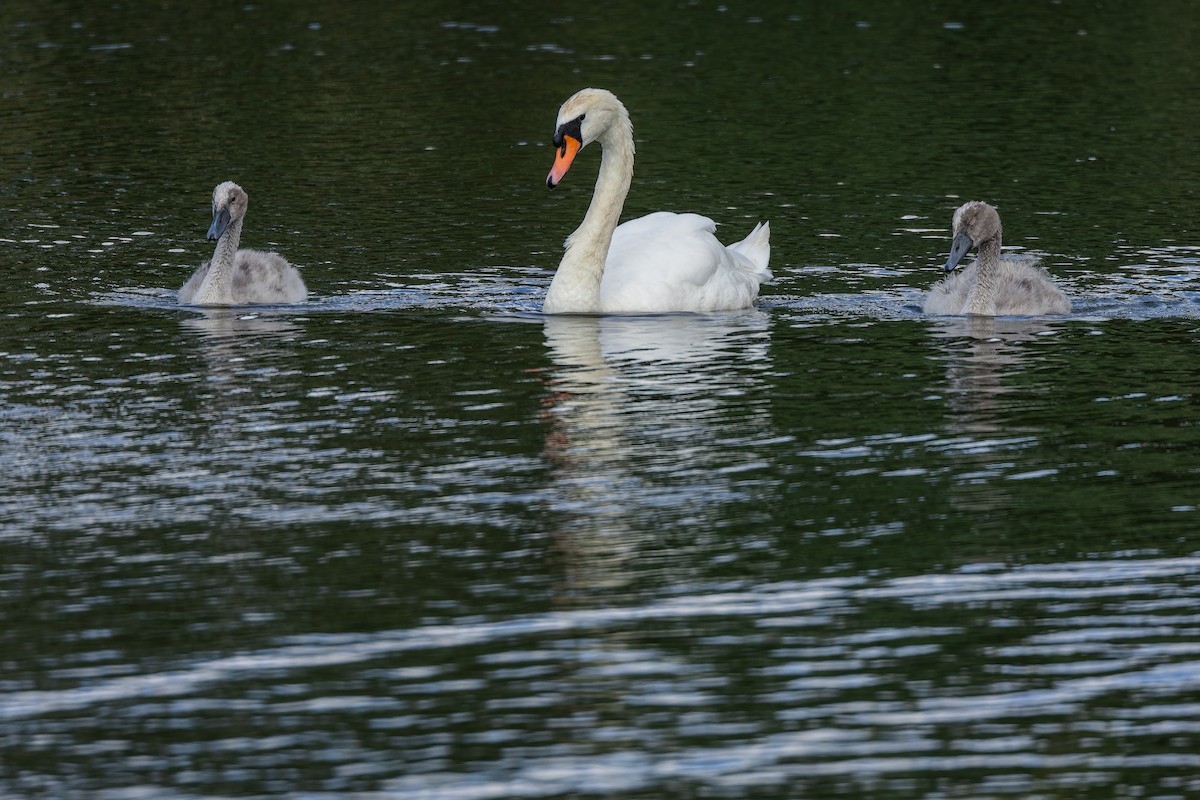 Höckerschwan - ML638330234