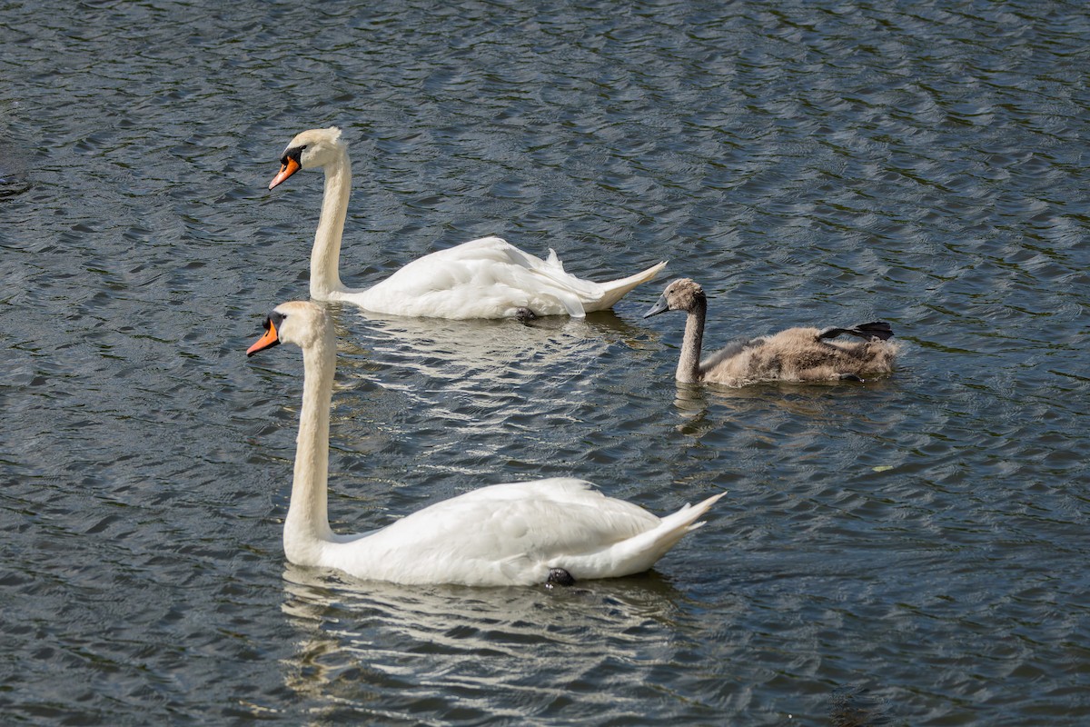 Höckerschwan - ML638330235