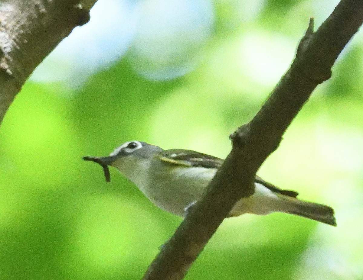 Blue-headed Vireo - ML638330239