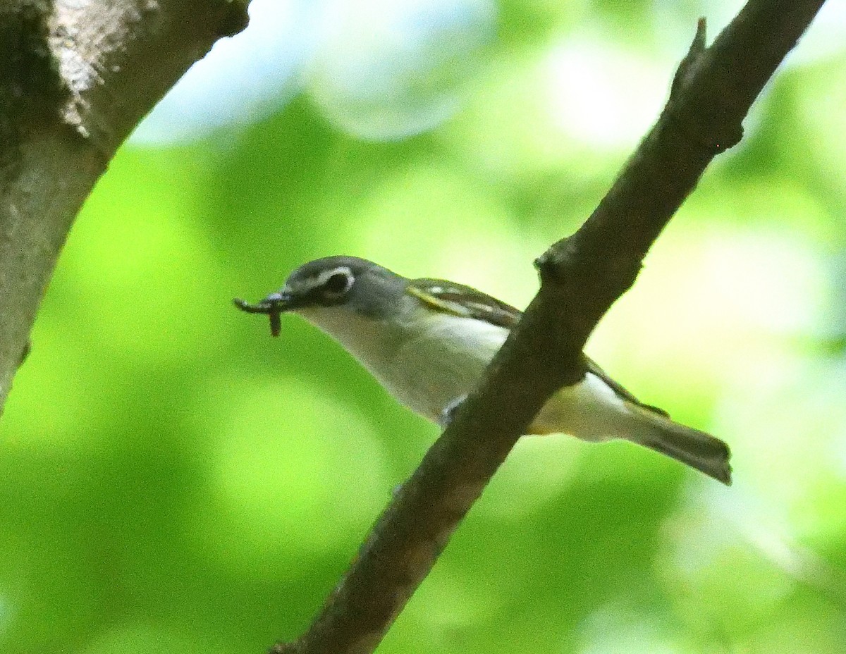 Blue-headed Vireo - ML638330240