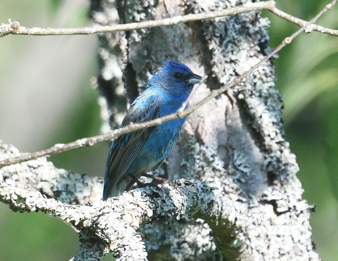 Indigo Bunting - ML638330246