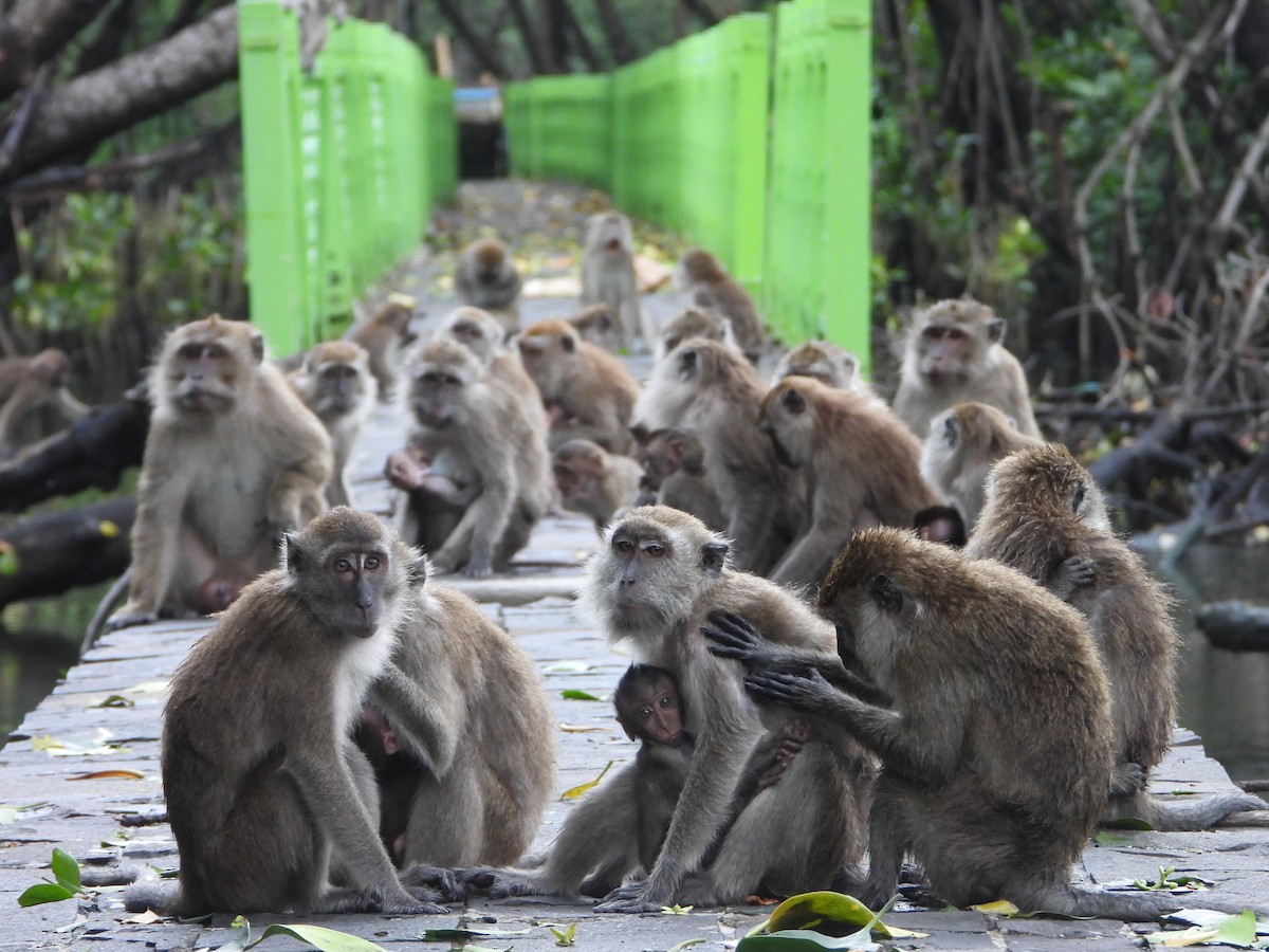 Macaco cinomolgo - ML638330271