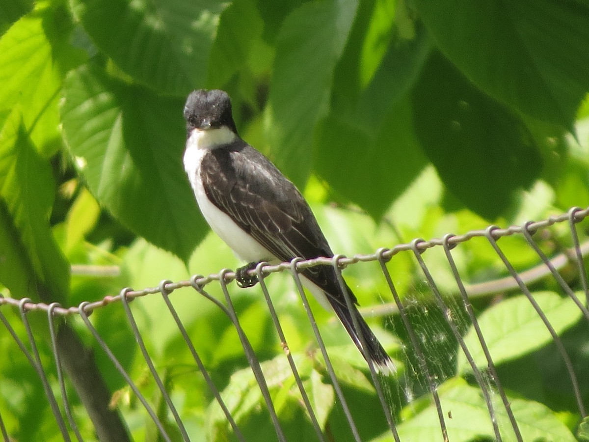 Eastern Kingbird - ML638330279