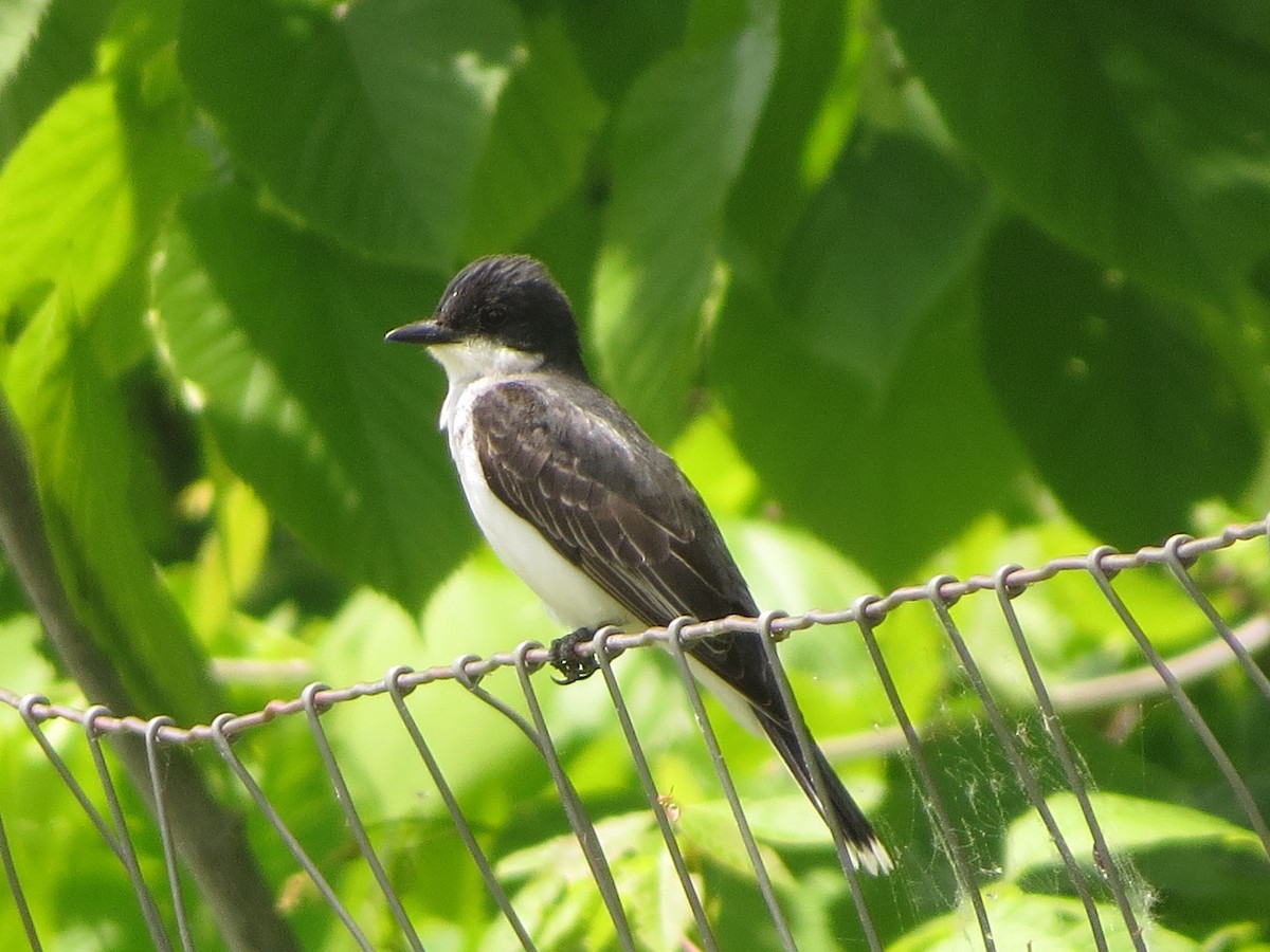 Eastern Kingbird - ML638330280
