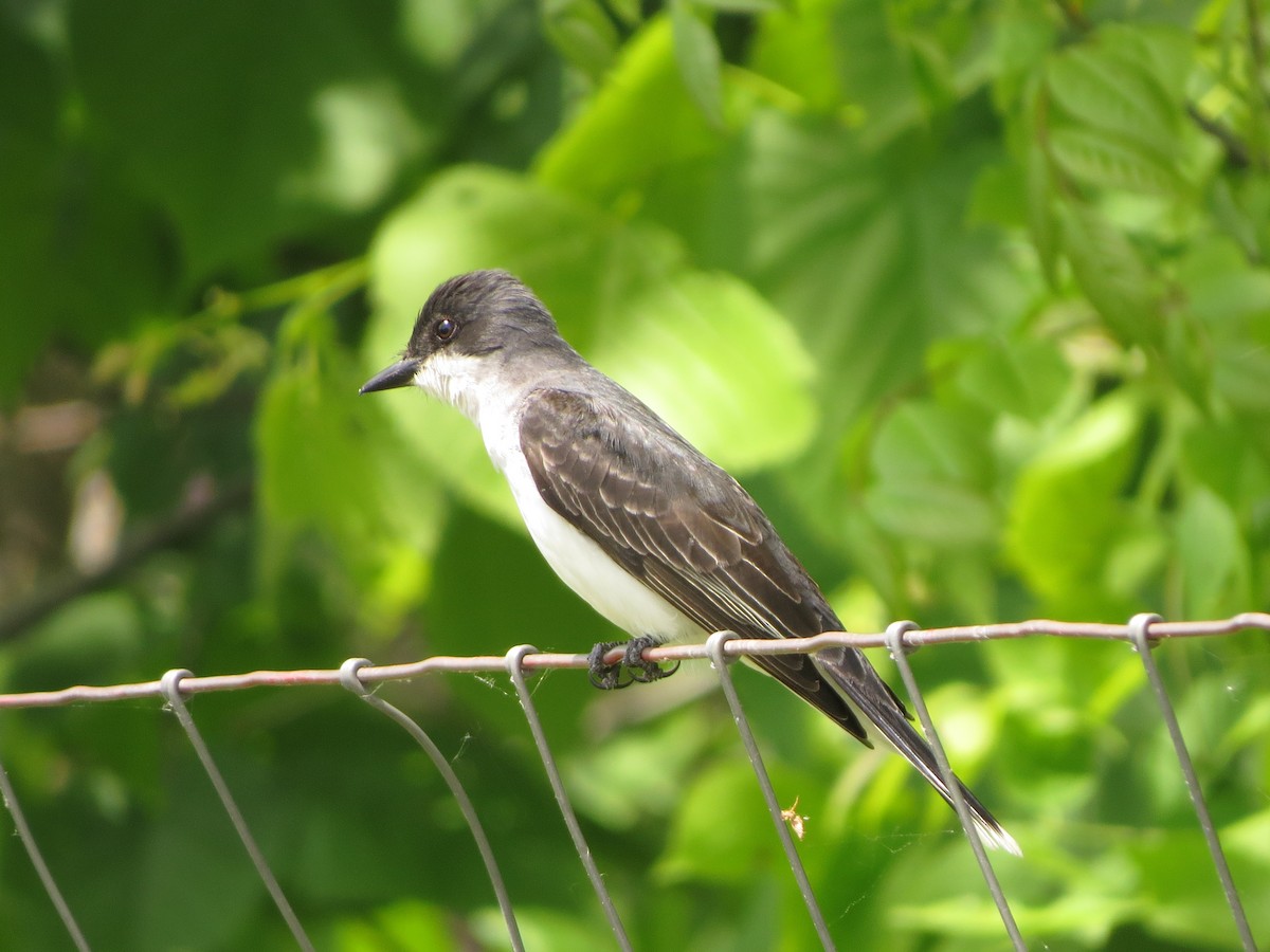 Eastern Kingbird - ML638330281