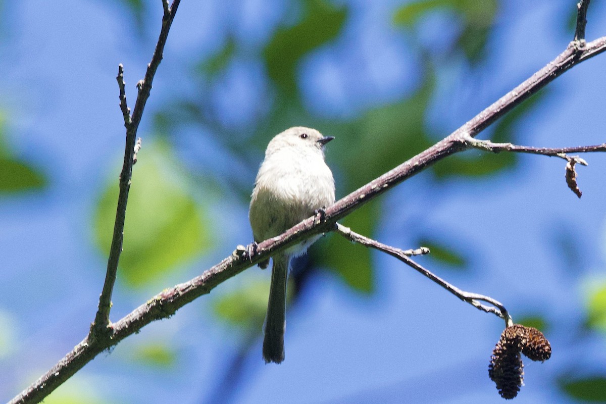 Bushtit (Pacific) - ML638330290