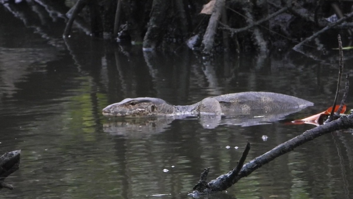 varano d'acqua asiatico - ML638330329