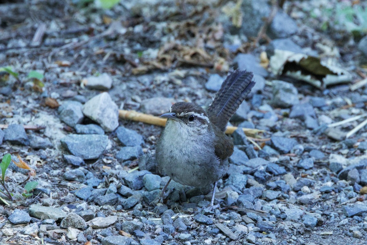 Bewick's Wren - ML638330338